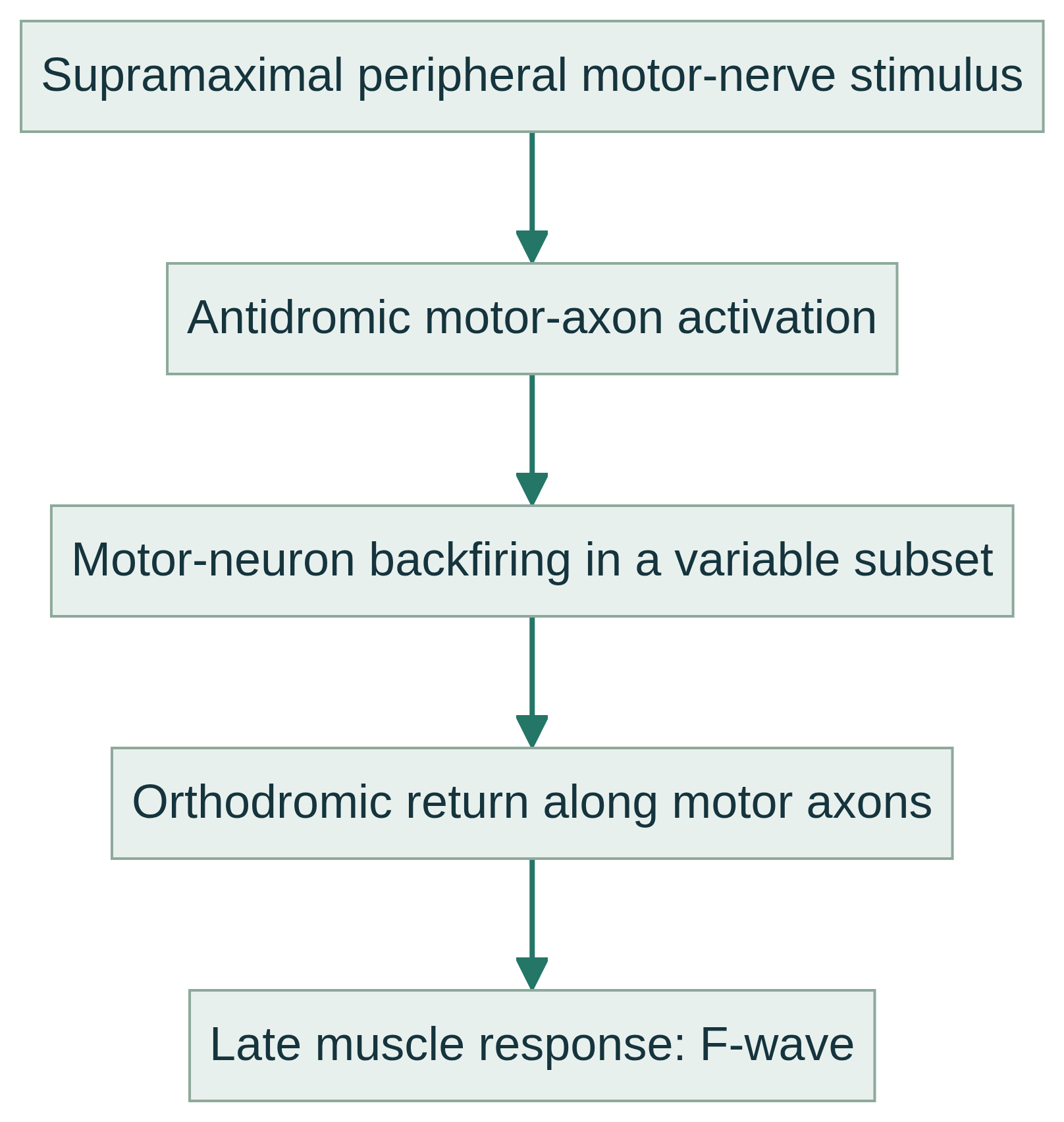 F-wave schematic: supramaximal stimulus, antidromic motor activation, variable motor-neuron backfiring, orthodromic return and late muscle response.